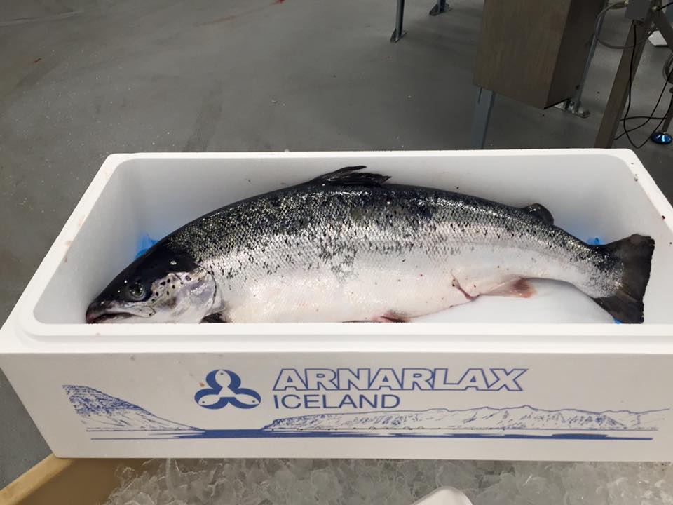 Arnarlax hf — producer photo